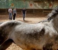 LE HORSE COACHING