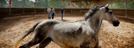 LE HORSE COACHING